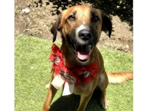Cachorro raça SRD-ViraLata idade 1 ano nome Vick Linda e muito boazinha 