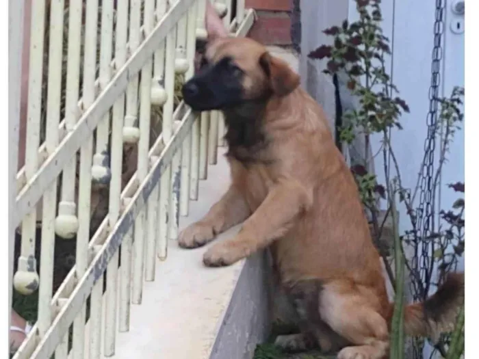 Cachorro ra a SRD-ViraLata idade 2 a 6 meses nome Champion