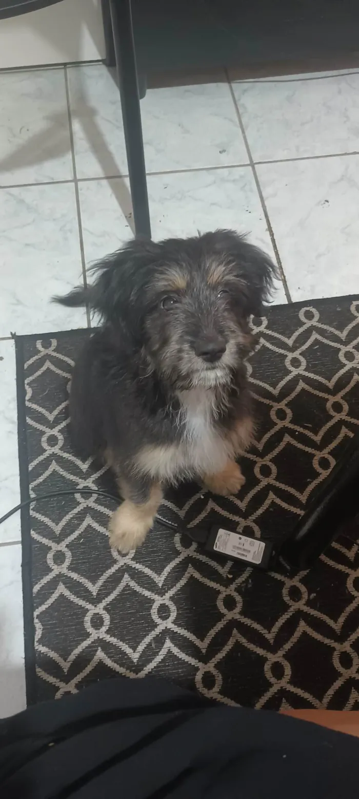 Cachorro ra a SRD-ViraLata idade 2 a 6 meses nome Zeus
