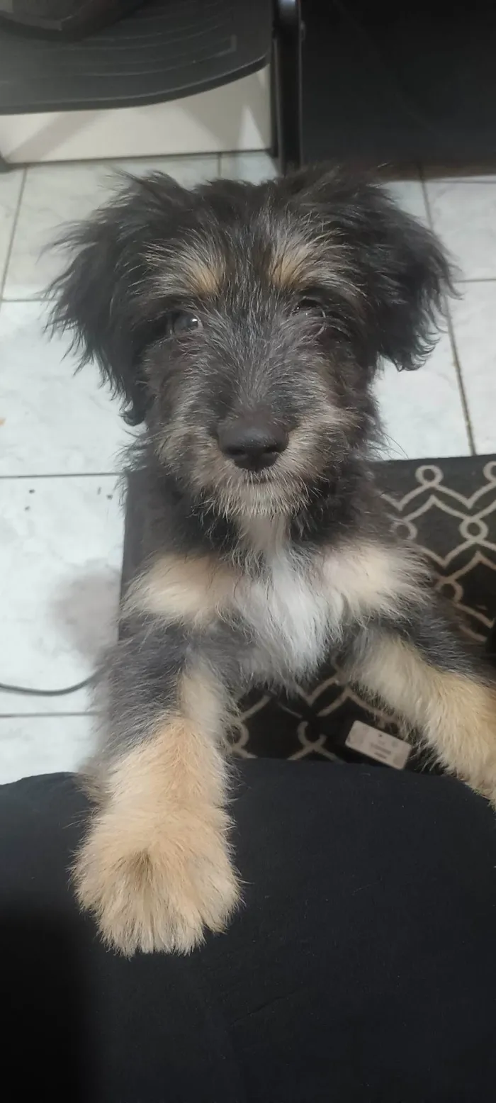 Cachorro ra a SRD-ViraLata idade 2 a 6 meses nome Zeus