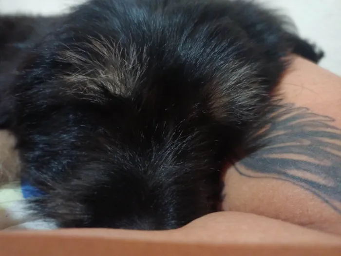 Cachorro ra a SRD-ViraLata idade 2 a 6 meses nome Zeus