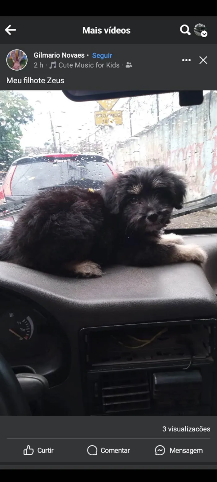 Cachorro ra a SRD-ViraLata idade 2 a 6 meses nome Zeus