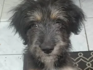 Cachorro raça SRD-ViraLata idade 2 a 6 meses nome Zeus