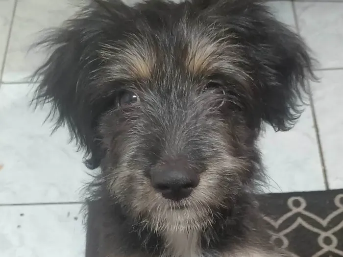 Cachorro ra a SRD-ViraLata idade 2 a 6 meses nome Zeus
