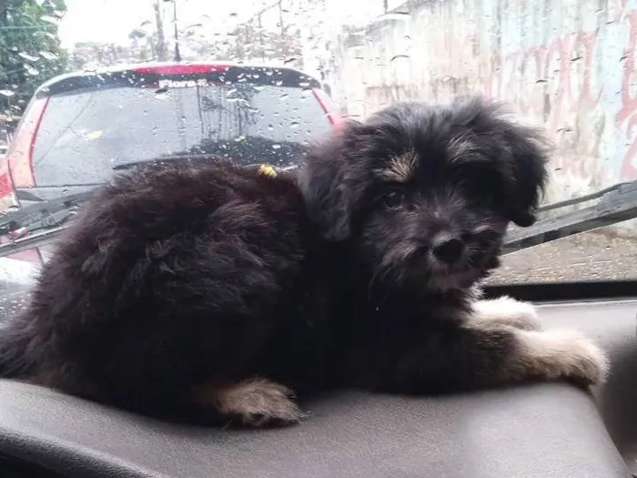 Cachorro ra a SRD-ViraLata idade 2 a 6 meses nome Zeus