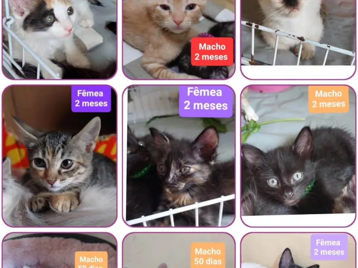 Gato ra a SRD-ViraLata idade Abaixo de 2 meses nome Gatinhos Diversos 