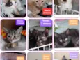 Gatinhos Diversos