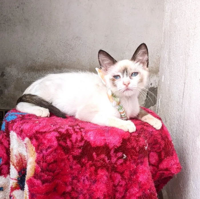 Gato ra a SRD-ViraLata idade 2 a 6 meses nome LUNA