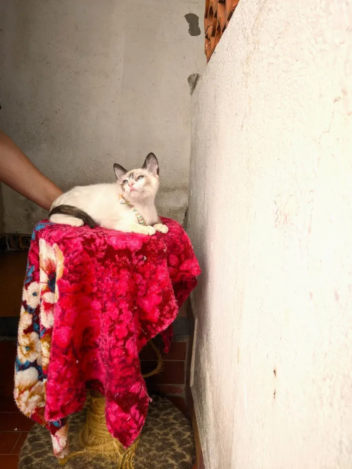 Gato ra a SRD-ViraLata idade 2 a 6 meses nome LUNA