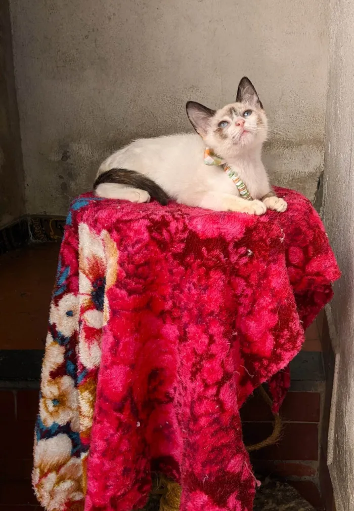 Gato ra a SRD-ViraLata idade 2 a 6 meses nome LUNA