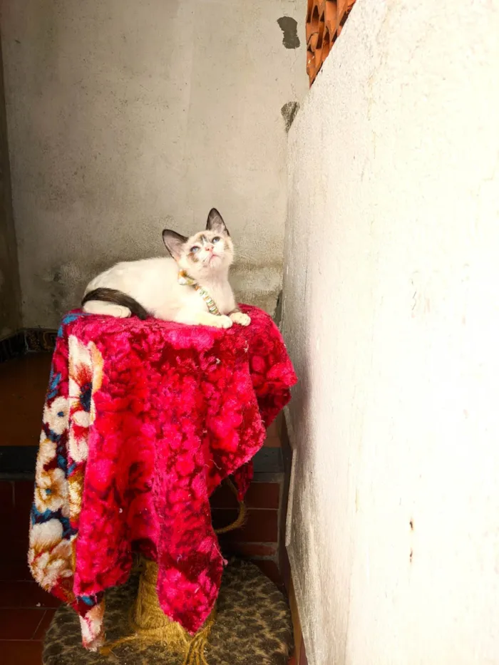 Gato ra a SRD-ViraLata idade 2 a 6 meses nome LUNA