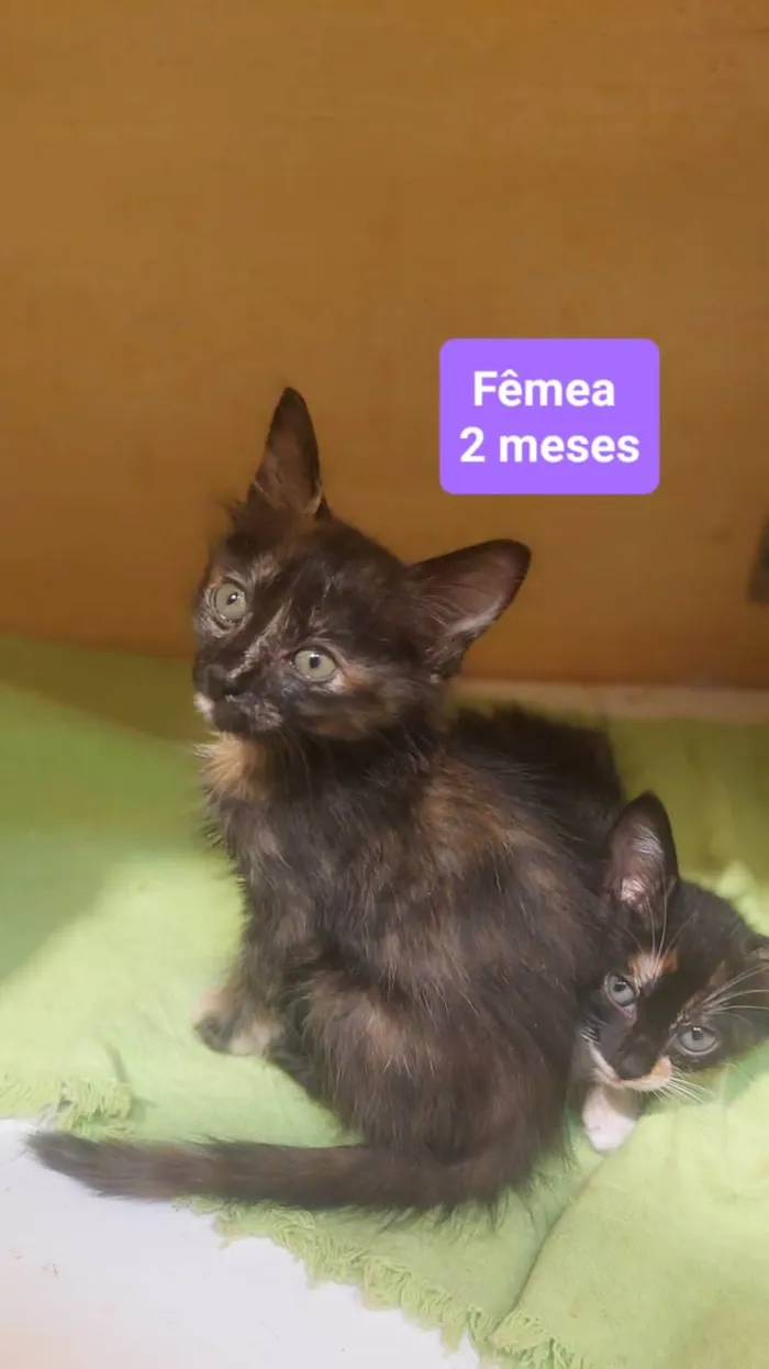 Gato ra a SRD-ViraLata idade Abaixo de 2 meses nome Gatinhos
