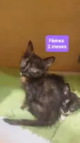 Gatinhos