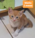 Gatinhos