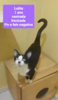 Gatinhos
