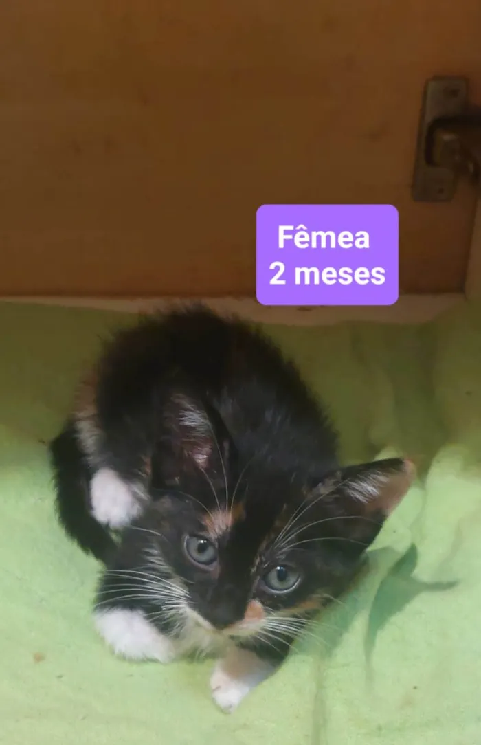 Gato ra a SRD-ViraLata idade Abaixo de 2 meses nome Gatinhos