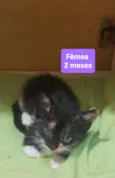Gatinhos
