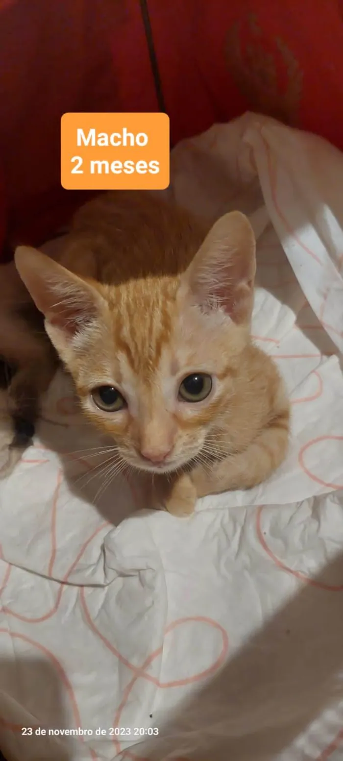 Gato ra a SRD-ViraLata idade Abaixo de 2 meses nome Gatinhos
