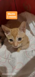 Gatinhos