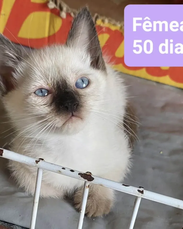Gato ra a SRD-ViraLata idade Abaixo de 2 meses nome Gatinhos