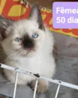 Gatinhos