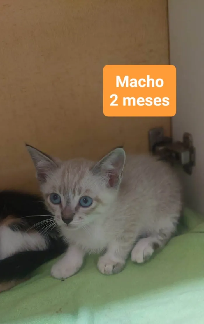 Gato ra a SRD-ViraLata idade Abaixo de 2 meses nome Gatinhos