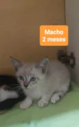 Gatinhos