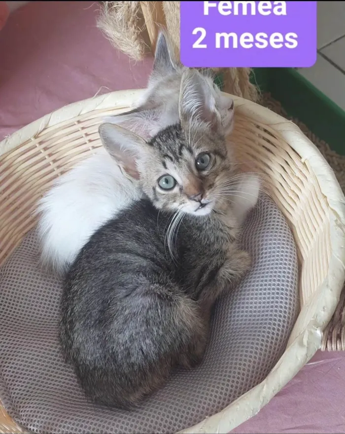 Gato ra a SRD-ViraLata idade Abaixo de 2 meses nome Gatinhos