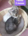 Gatinhos