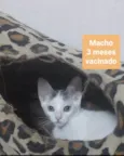 Gatinhos
