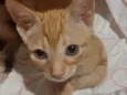 Gatinhos