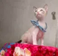ANANDA