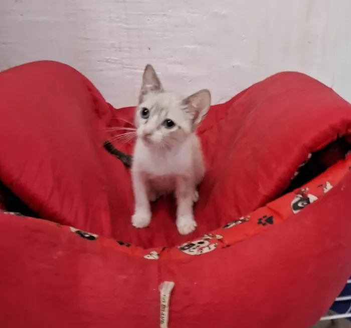 Gato ra a SRD-ViraLata idade 2 a 6 meses nome ANANDA
