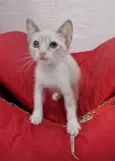 ANANDA