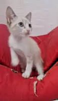 ANANDA