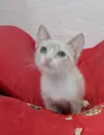 ANANDA