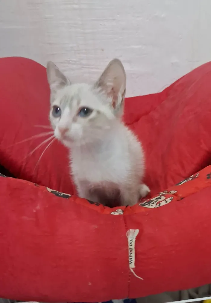 Gato ra a SRD-ViraLata idade 2 a 6 meses nome ANANDA
