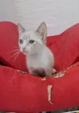 ANANDA