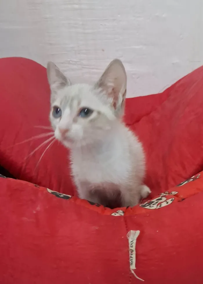 Gato ra a SRD-ViraLata idade 2 a 6 meses nome ANANDA