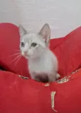 ANANDA