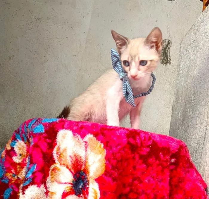 Gato ra a SRD-ViraLata idade 2 a 6 meses nome ANANDA