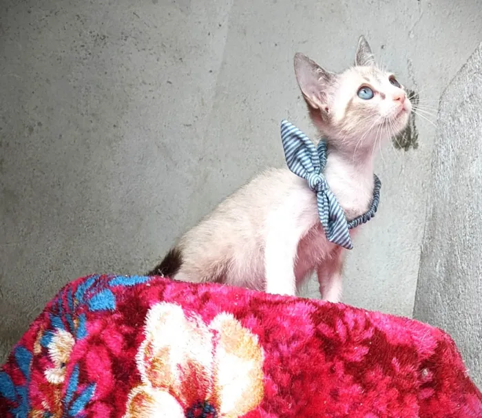 Gato ra a SRD-ViraLata idade 2 a 6 meses nome ANANDA