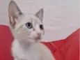 ANANDA