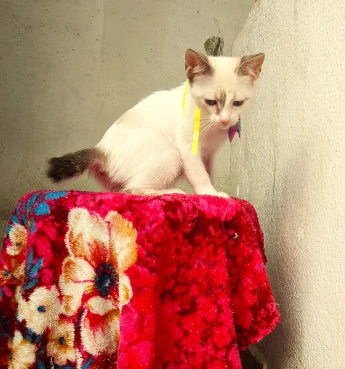 Gato ra a SRD-ViraLata idade 2 a 6 meses nome AMORA