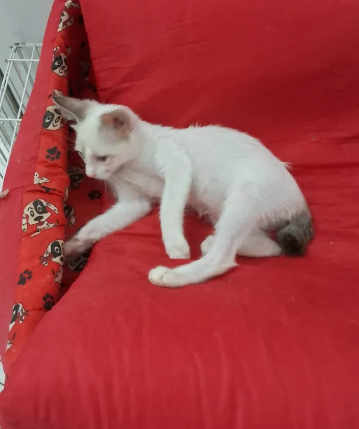 Gato ra a SRD-ViraLata idade 2 a 6 meses nome AMORA