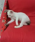 AMORA