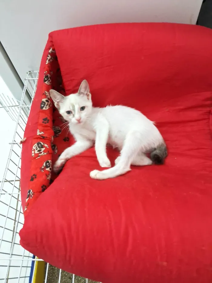 Gato ra a SRD-ViraLata idade 2 a 6 meses nome AMORA