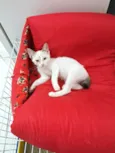 AMORA