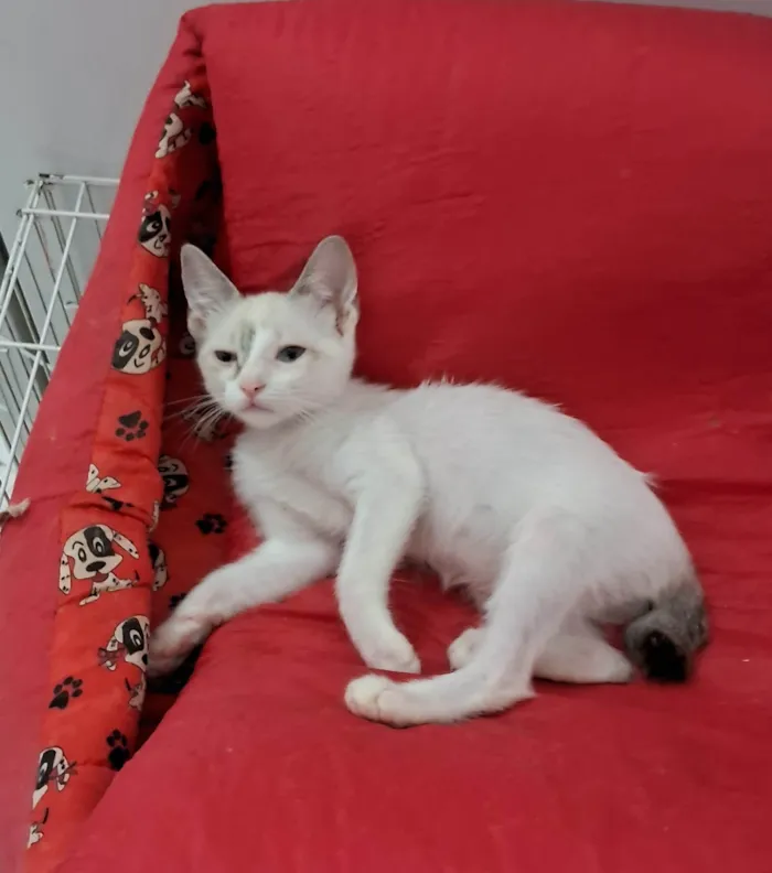 Gato ra a SRD-ViraLata idade 2 a 6 meses nome AMORA