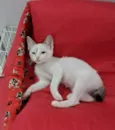 AMORA